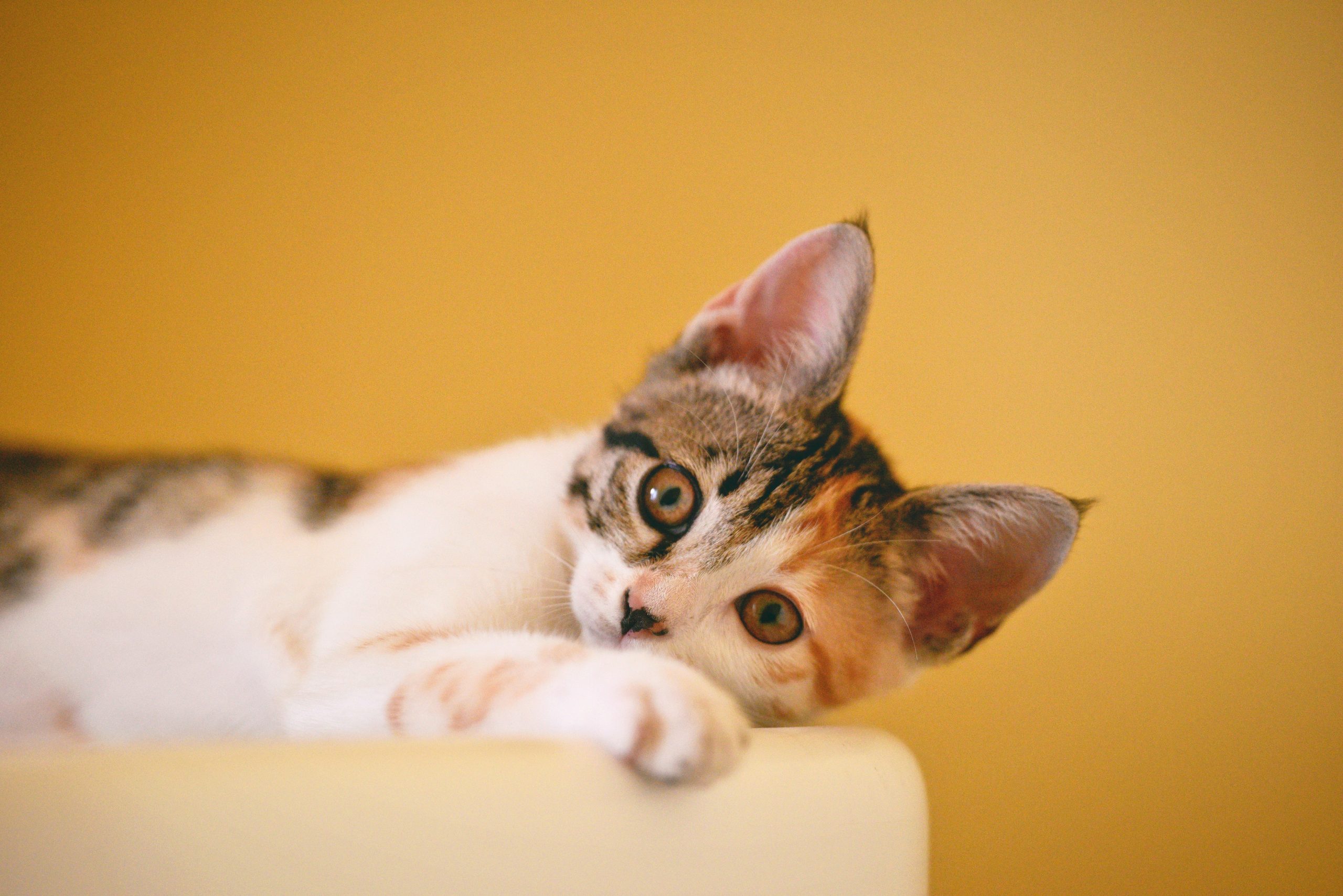 10 curiosidades sobre gatos que talvez você não sabia