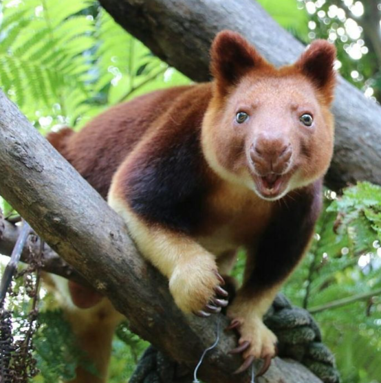 Canguru-arborícola - Os 5 animais mais estranhos do mundo que você precisa conhecer