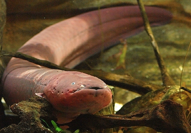 Peixe-elétrico - Os 5 animais mais estranhos do mundo que você precisa conhecer